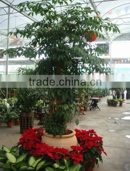 Heteropanax Fragrans (Roxb.) Seem of Indoor Outdoor Ornamental Bonsai Plants photo-6