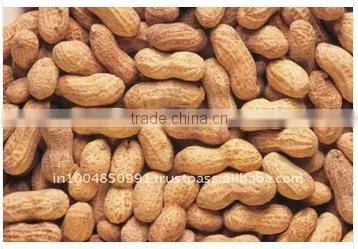 Peanut in Shell