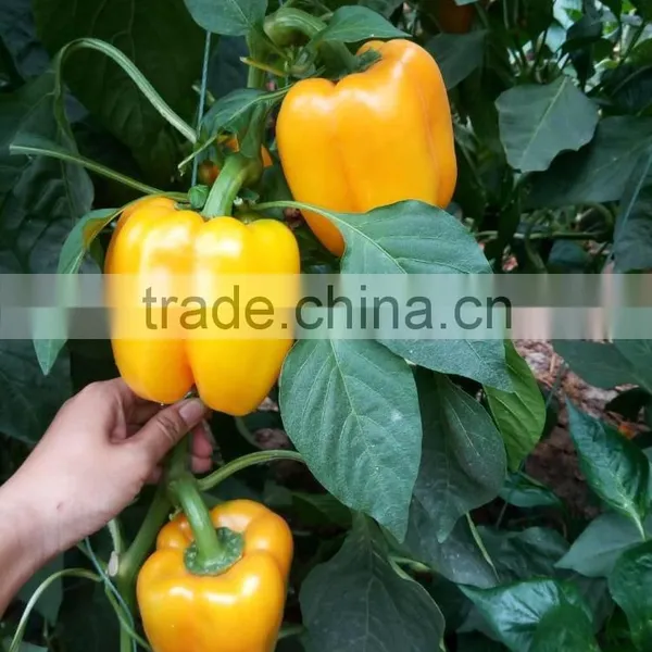 Hybrid Yellow Pepper Seeds