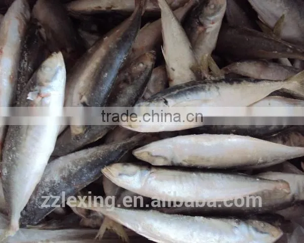 BQF WHOLE ROUND FROZEN HORSE MACKEREL FISH photo-4