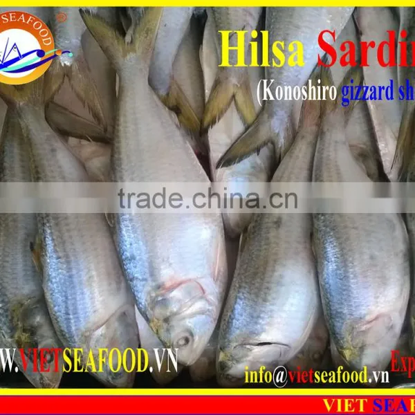 FROZEN DOTTED GIZZARD SHAD FISH