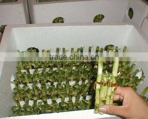 Lucky Bamboo Dracaena Sanderiana Wholesale Mini Plant photo-3