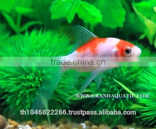 Comet Fish Farm For Sale and Export photo-3