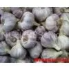 Garlic Oil 5%