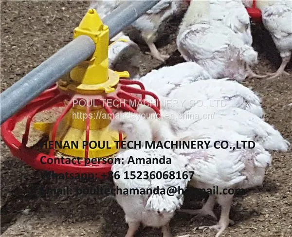Libya Poultry Farm Equipment Automatic Broiler Floor Raising System & Chicken Deep Litter System With Automatic Drinking& Feeding System in Chicken Coop photo-3