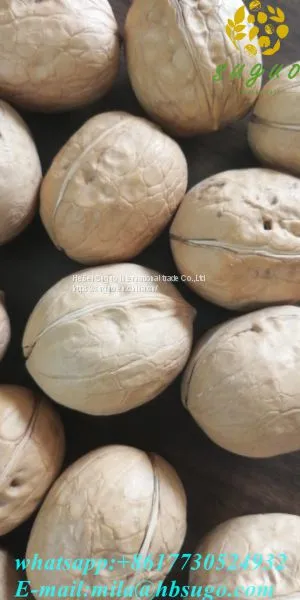 2020 Wholesaler Best Price 33 Walnuts Inshell for Sale photo-5