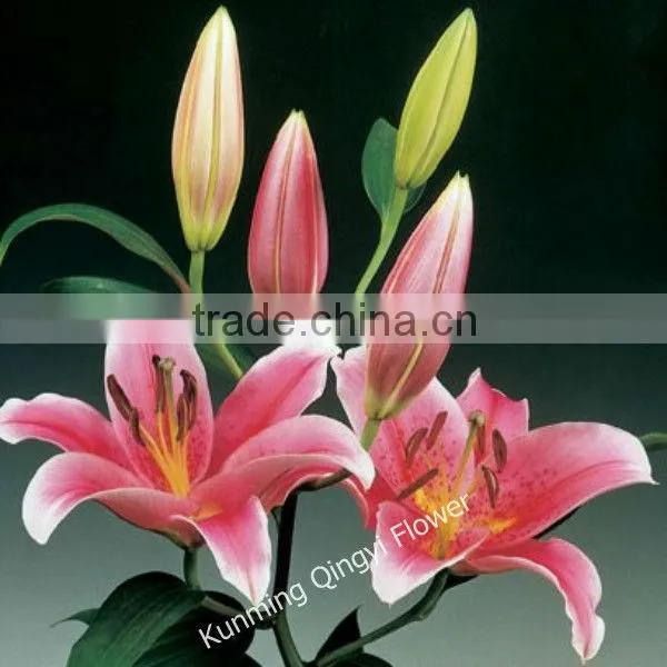 China Wholesale High Quality Lily for Wedding and Home Decoration photo-6