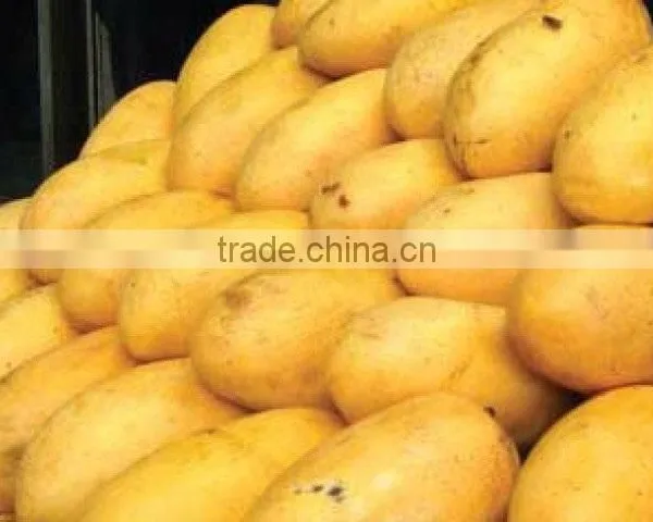 Fresh Chunsa Mango photo-3