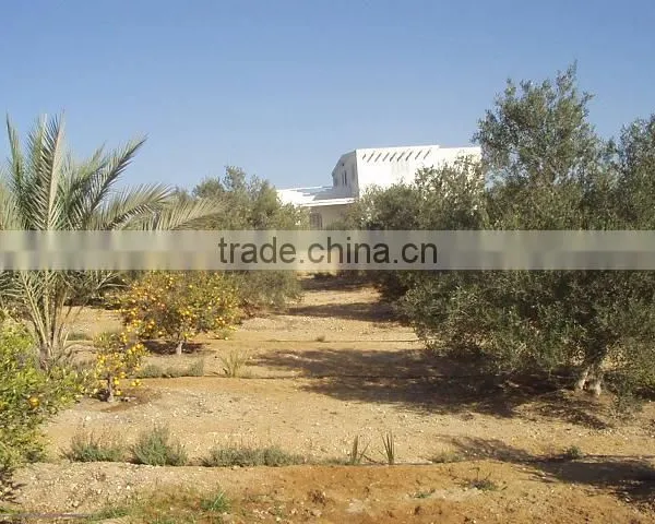 Extra Virgin Olive Oil