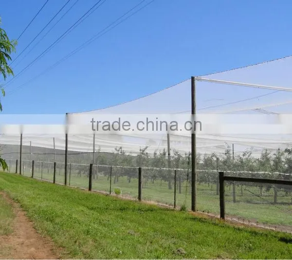 (20 Years Shanghai Factory) Hot Selling , New Arrival, Commercial Plastic Knotted Mesh Anti Bird Netting , 25 GSM / 20102-25 photo-4