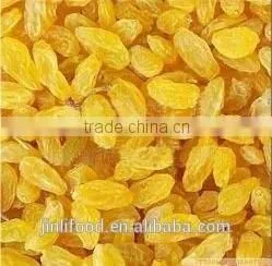 Gold Raisin With Best Price and Sweet photo-4