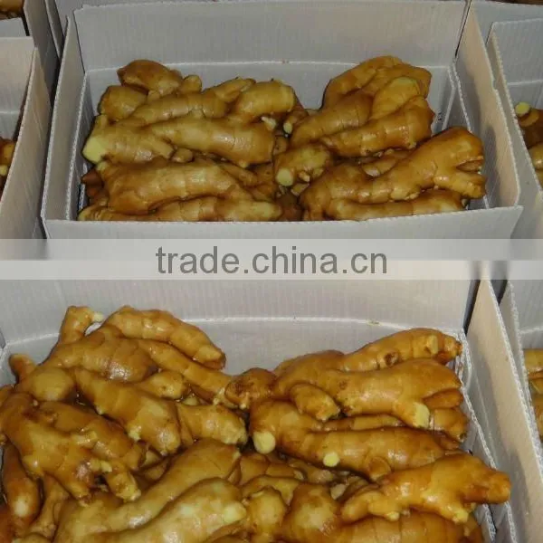 Specification Fresh Ginger photo-4