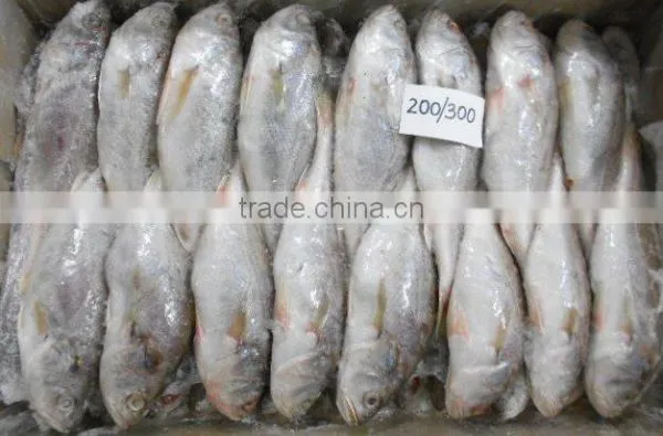 Frozen Croaker photo-2