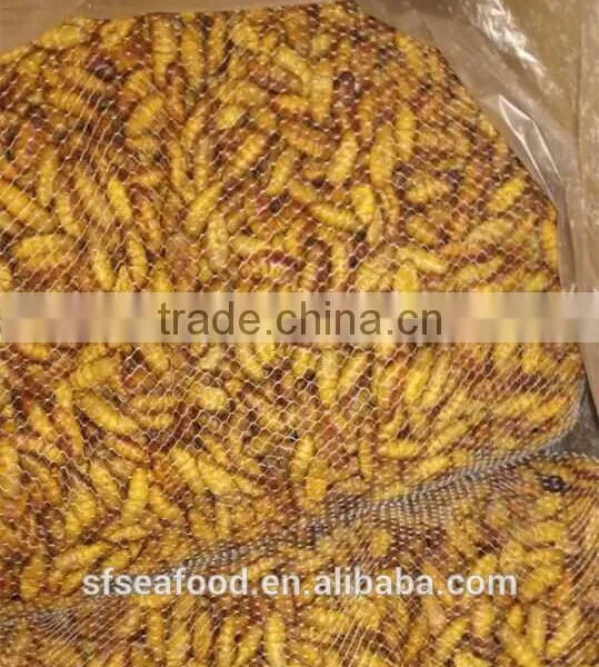 Spiny Lobster Frozen Silkworm Chrysalis photo-2