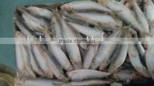 Sardine Sagax photo-4