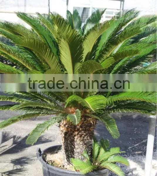 Cycas Revoluta