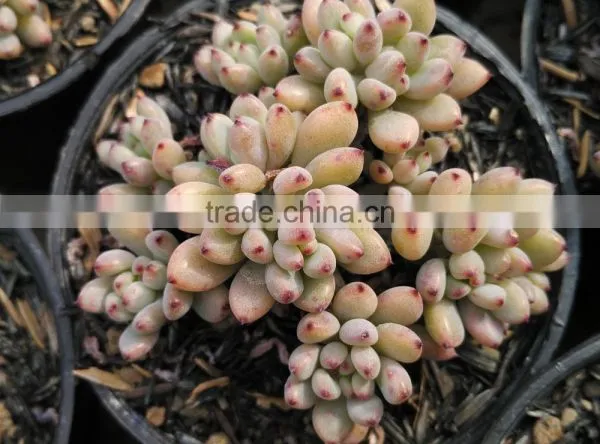 Graptopetalum Pachyphyllum Bluebean Decorative, Plants Echeveria Succulent Plants Tropical Plants photo-3