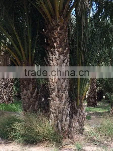Phoenix Dactylifera "Date Palm Tree"