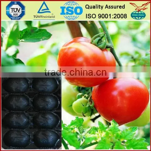 Different Sizes Free Samples Available Colorful Fruit Supermarket Trays Popular in Europe&U. S. Market photo-4