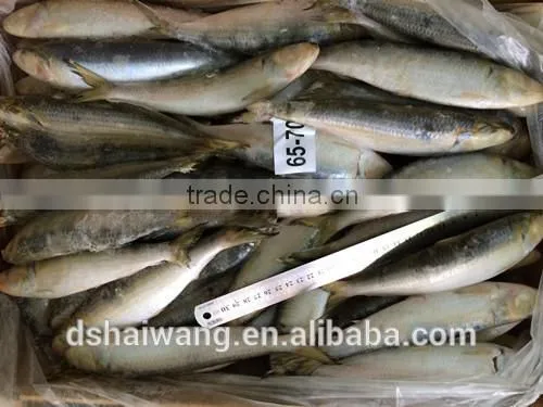 Sardine for Fish Bait From China Size 60 - 70 Pcs/ctn photo-2