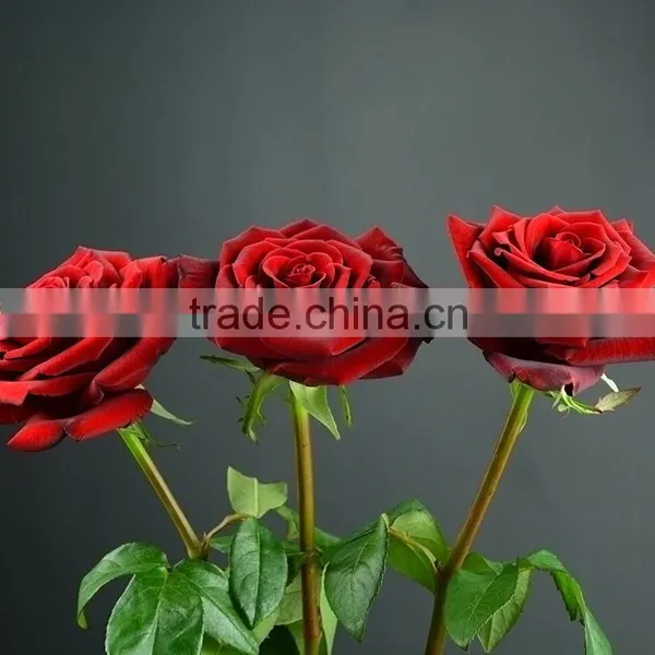 Gift Best-Selling Black Magic Red Fresh Cut Rose Flower photo-3