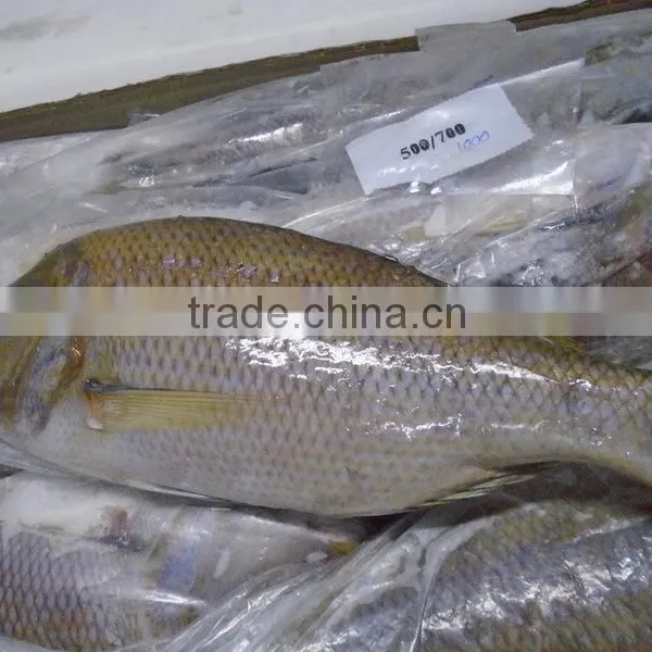 FROZEN EMPEROR FISH photo-2