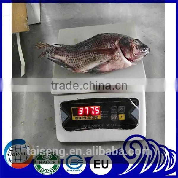 Freezer Gutted and Scaled Tilapia 300/500g
