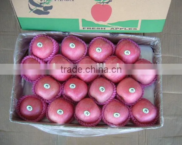 Fresh Apple Fruit Wholesale Distributors photo-2