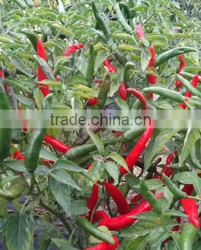 Hybrid F1 Pepper Seeds Hot Pepper Seeds for Growing-Chcbi photo-2