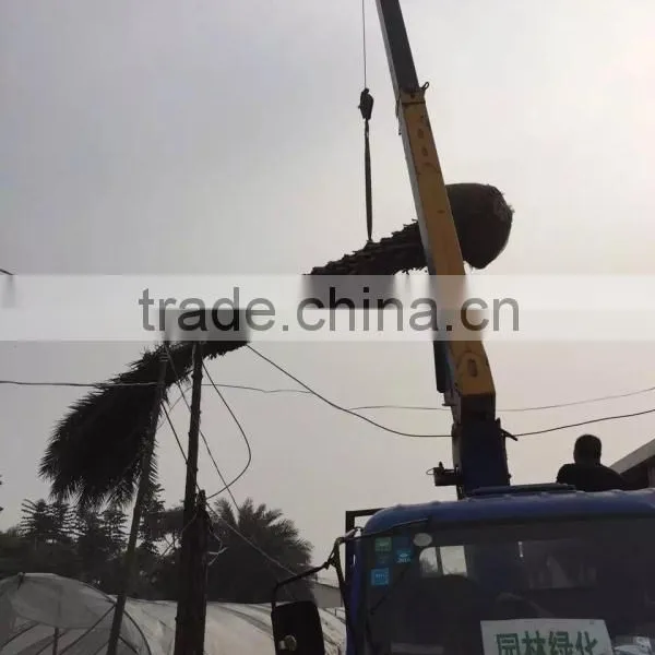 Large Date Palm Tree photo-2
