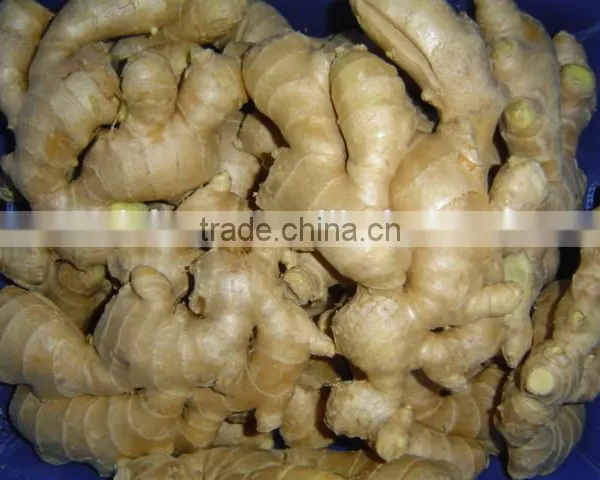 Fresh Mature Fat Ginger photo-5