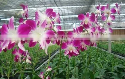 Dendrobium Hybrids Blooming Orchids