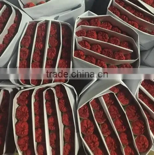 Best Price Fresh Carnation Flowers for Sell photo-6