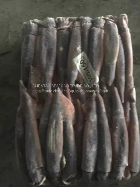 Frozen Squid photo-5