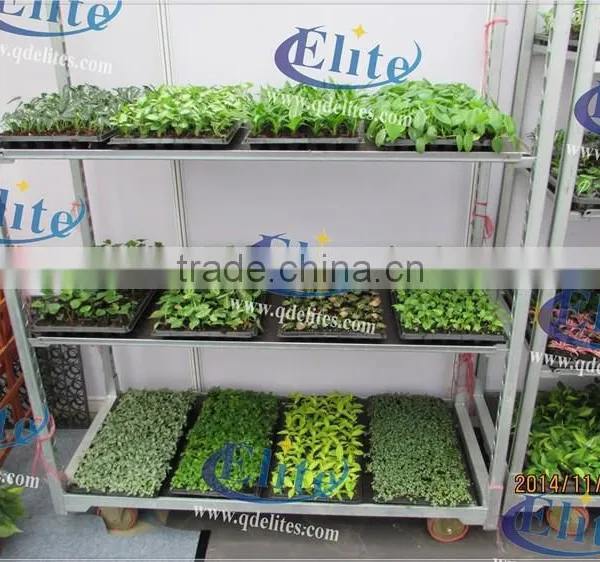 341 Nurse Young Plants in Hothouses photo-5