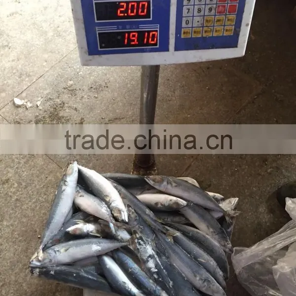 Below 150g Frozen Pacific Mackerel photo-2