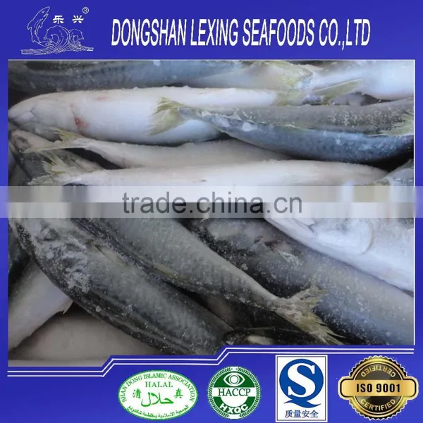 Frozen Seafood Fish Pacific Mackerel photo-2