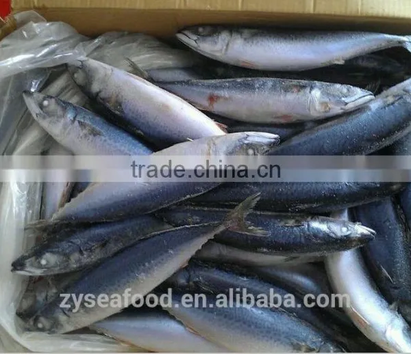 Frozen Saba Mackerel Fish photo-2