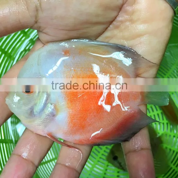 Discus Fish Farm and Export Company photo-3