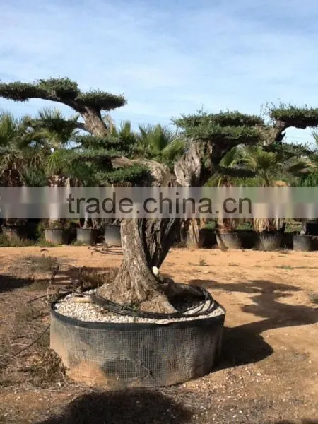 OLEA EUROPAEA Millenary photo-5