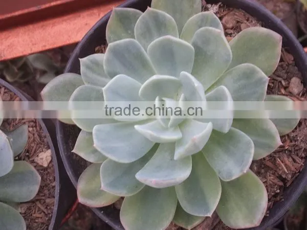 echeveria blue variegated