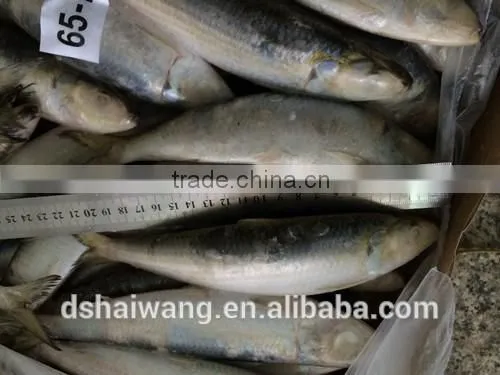 New Caught Frozen Sardine With Size 90 Pcs / 10kg photo-3