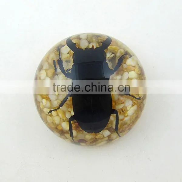 2016 Latest Design Meaningful Paperweight for Promotion Gift With Real Insect photo-4