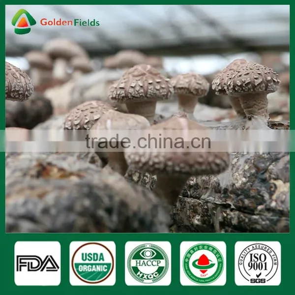 Shiitake Mushroom Production,Shiitake Mushroom Farm,Shiitake Spawn photo-4