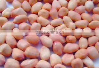 Chinese Peanut Kernels Baisha for Sale photo-4