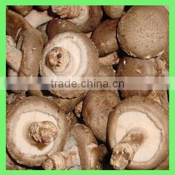 China Wholesale Shelf Life Dry Mushroom,Dried Agrocybe,Tea Mushroom photo-4