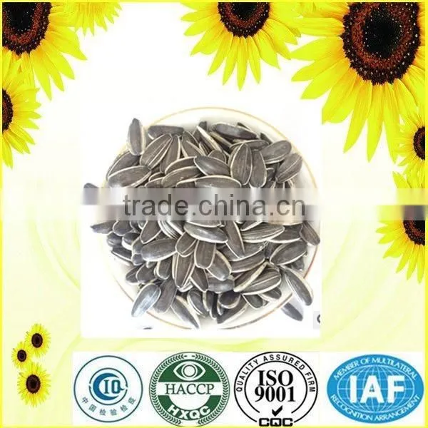Export Big Size Chinese Sunflower Seeds photo-2