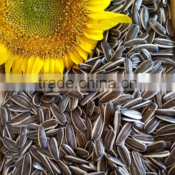Chinese 2015 New Crop Sunflower Seeds Wholesale