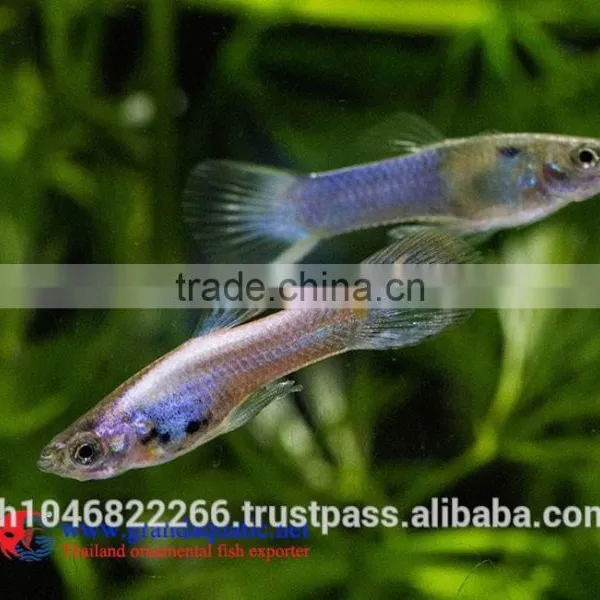 Endler Guppy Fish / Guppy Fish for Sale photo-3