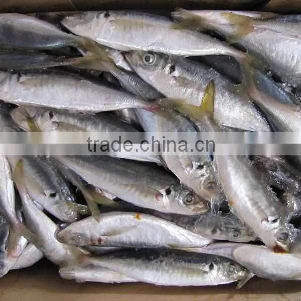 High Quality WR Frozen Pacific Mackerel Fish photo-4
